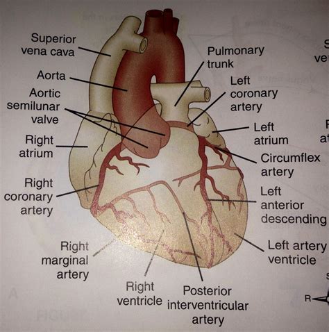 koronararterien anatomie